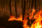 В штате Техас из-за небывалой засухи не прекращаются лесные  пожары