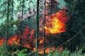 В  Португалии бушуют лесные пожары